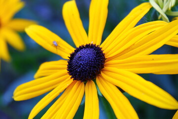 Gelbe Blume mit kleinem Insekt