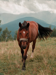 Brown horse walks on a field in a mountainous area in summer
