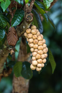 Longkong or Lansium parasiticum, tropical fruit that grow and hang from large branches or the trunk with green background, Thailand.