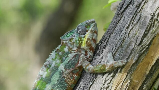 Close-up, Chameleon sits on tree trunk begins to shed its old skin. Panther chameleon&nbsp;(Furcifer pardalis)