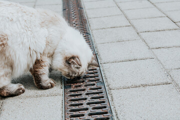 Katze / Jagdinstinkt