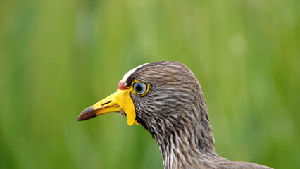 Close up of an African wattled lapwing (Vanellus senegallus) in a field at Rietvlei Nature Reserve in Pretoria, South Africa