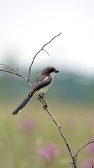 Southern fiscal (Lanius collaris) perched on a stick at Rietvlei Nature Reserve in Pretoria, South Africa