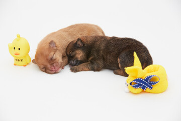 Cachorros, puppy, Pomerania, perritos, beb&eacute;s