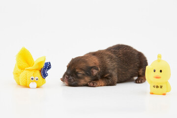 Cachorros, puppy, Pomerania, perritos, beb&eacute;s