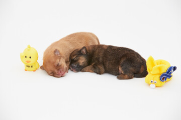 Cachorros, puppy, Pomerania, perritos, beb&eacute;s