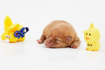 Cachorros, puppy, Pomerania, perritos, beb&eacute;s