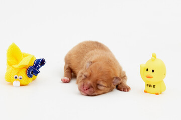 Cachorros, puppy, Pomerania, perritos, beb&eacute;s