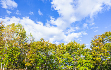 秋空と木　乗鞍高原
