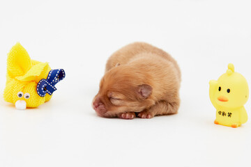 Cachorros, puppy, pomerania