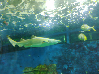 Fototapeta na wymiar Shark in the water at the Zoo Nyíregyháza, Hungary