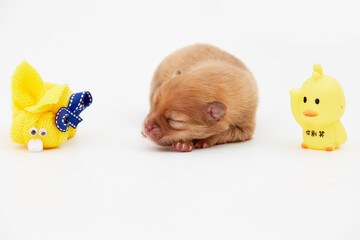 Cachorros, puppy, Pomerania, perritos, beb&eacute;s