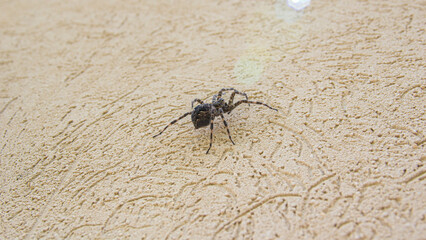 Masquito macro Georgia 2022 summer bug 