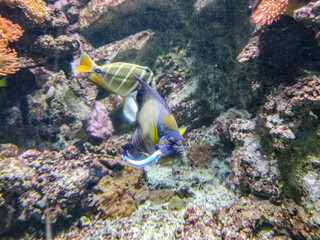 Bluering angelfish (Pomacanthus annularis) fish