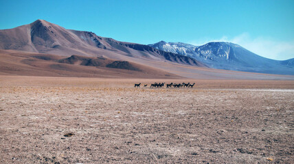 Fototapeta na wymiar llamas and vicuñas