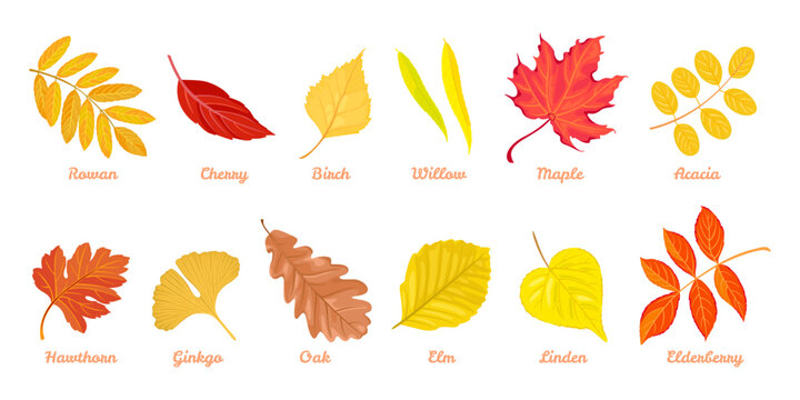 Autumn colorful leaves set. Cartoon fallen leaf of Rowan, Cherry, Birch, Willow, Maple, Acacia, Hawthorn, Ginkgo, Oak, Elm, Linden, Elderberry. Collection of vector botanical design elements.