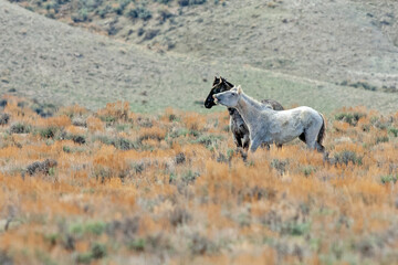 Two Mustangs