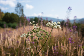 Mountain flowers and grass