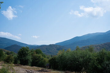 Mountain flowers and grass