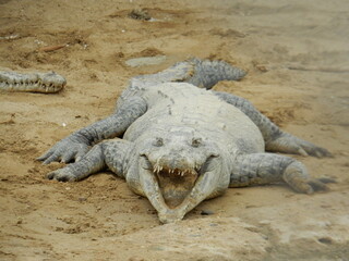 Obraz premium cocodrilo