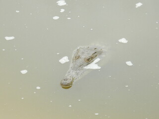 cocodrilo