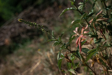 flowers in the forest