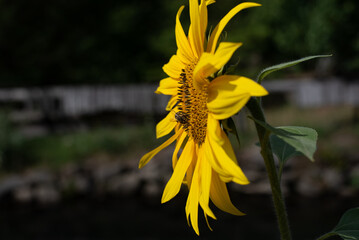 bee on a sunflower