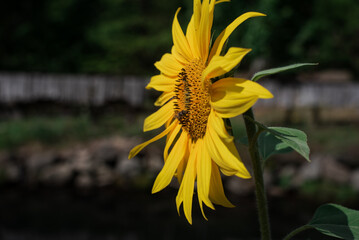 bee on a sunflower
