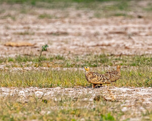 A Pair of Chestnut Sand Grouse looking opposite
