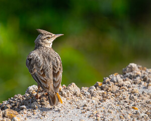 A Crested lark with shoulder shot'
