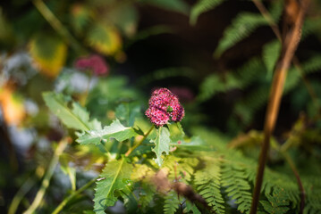 flower in the forest