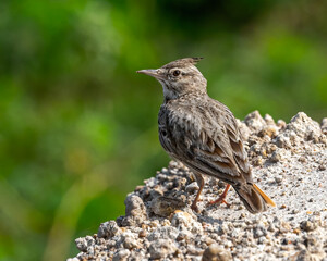 A Crested Lark sitting on edge