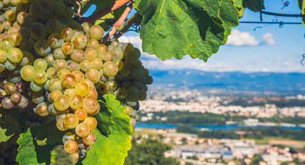 A large bunch of colorful grapes hangs from the vine with a panorama view of Valence - Drome -...
