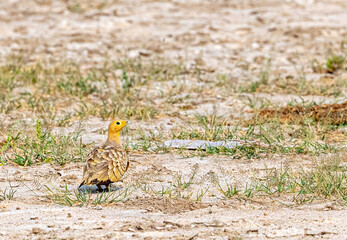 A Chestnut Sand Grouse in search of food