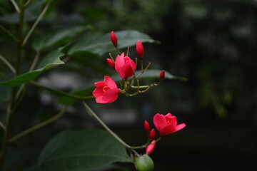 red and white flower