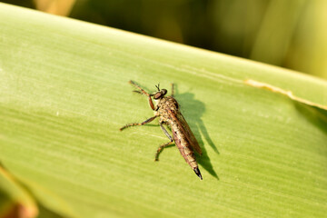 Pusher fly, two-winged insect, sits on a leaf.