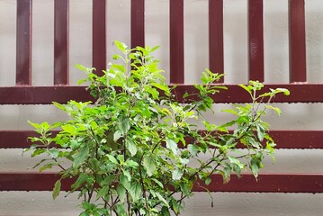 Indian ayurvedic herb wet aromatic green holy basil, tulsi, tulasi or krishna thulasi medicinal plant branch with thick leaves after rain. Isolated on wall background. Beautiful close up side view.