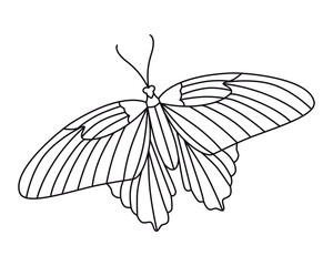 Butterfly. Outline drawing. Vector. Graphics.