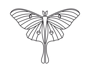 Butterfly. Outline drawing. Vector. Graphics.
