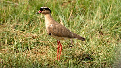 Crowned lapwing (Vanellus coronatus) in a field, in spring, in Rietvlei Nature Reserve, in Pretoria, South Africa