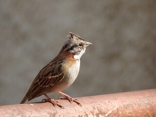 Pájaro pequeño Zonotrichia capensis muy atento 