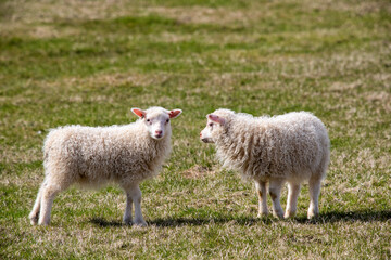 Naklejka na ściany i meble zwei weiße isländische Schafe mit Winterfell