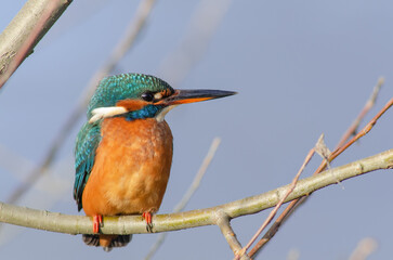 Female Kingfisher resting on a branch, Alcedo Atthis