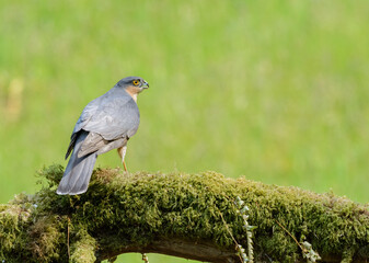 Sparrow hawk, Accipiter Nisus, Perched on a broken fence post