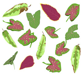 set of tropical leaves