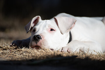 close up, puppy dog, pug, white, tender