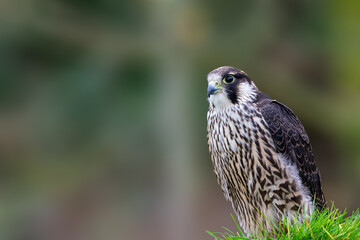 Peregrine Flacon, Falco Peregrinus, Perched on a fence post