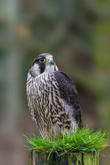 Peregrine Flacon, Falco Peregrinus, Perched on a fence post