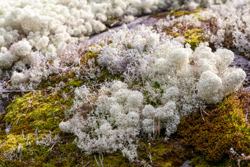 Close-up of white moos on a rock in summer