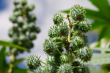 Ricinus communis, the castor bean or castor oil plant, is a species of perennial flowering plant in...